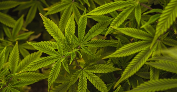 Fragen zu Cannabis? Mehr Antworten aus einer Injektion